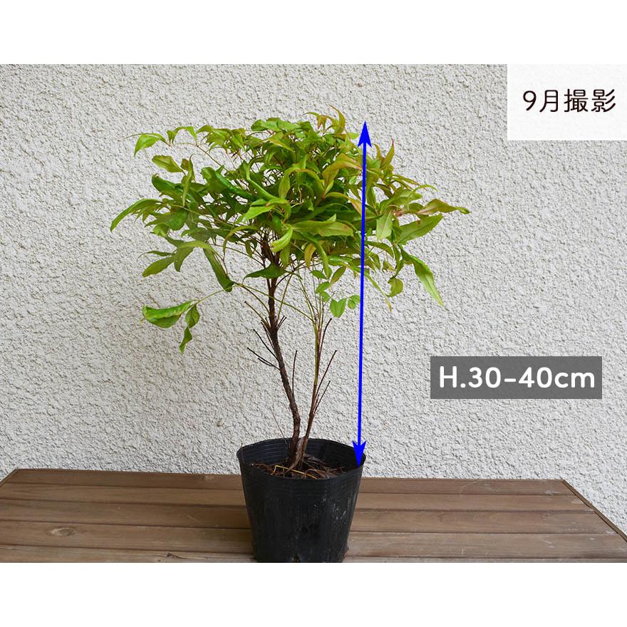 オタフクナンテン 5本セット 南天 低木 ギフト 紅葉 和モダン 縁起 花言葉 ガーデニング 花壇 寄せ植え 初心者 丈夫 おすすめ ギフト 樹高 約30 40cm 福 Otafukunanten5 Kimidori Farm Yahoo 店 通販 Yahoo ショッピング