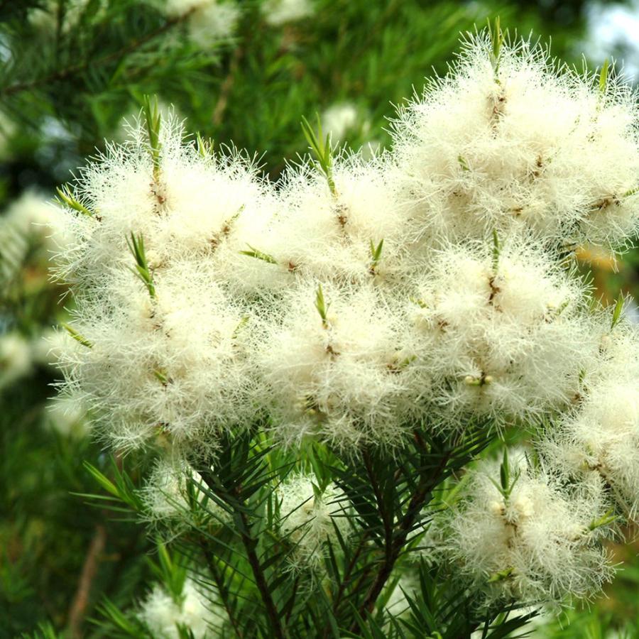 メラレウカ レッドジェム 約110-130cm おしゃれ 観葉植物 鉢植え 花