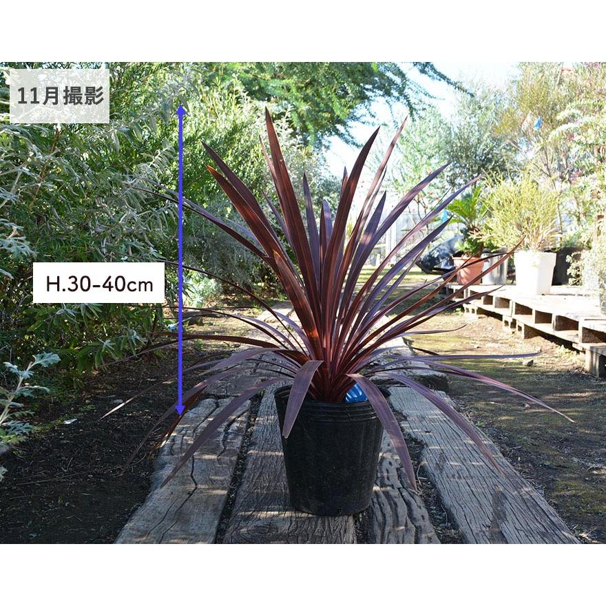 コルジリネ オーストラリス レッドスター 赤ドラ 約30-40cm Cordyline