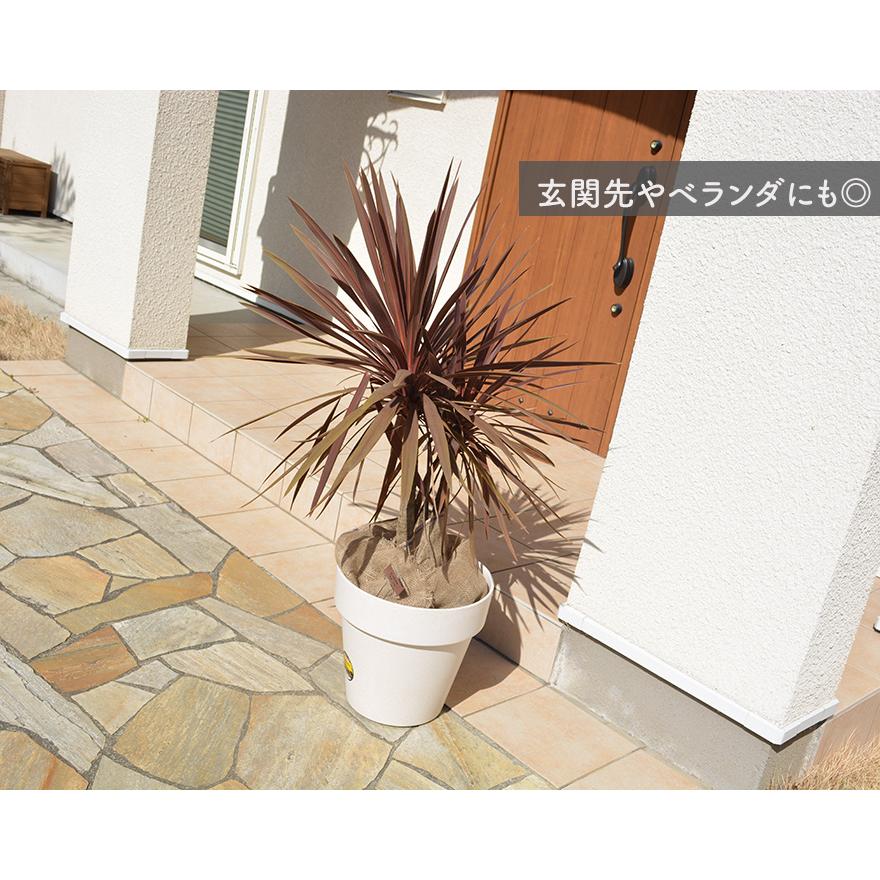 コルジリネ オーストラリス レッドスター 赤ドラ 約30-40cm Cordyline