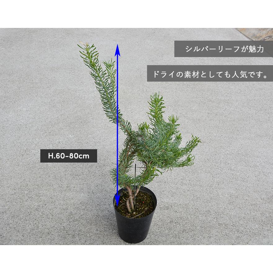 Sale 94 Off リューカデンドロン ジェイドパール シルバーリーフ 観葉植物 ネイティブプランツ 苗 植木 庭木 丈夫 花 南アフリカ 植物 ドライ 鉢植え 庭植え 低木 Ledigonza Com