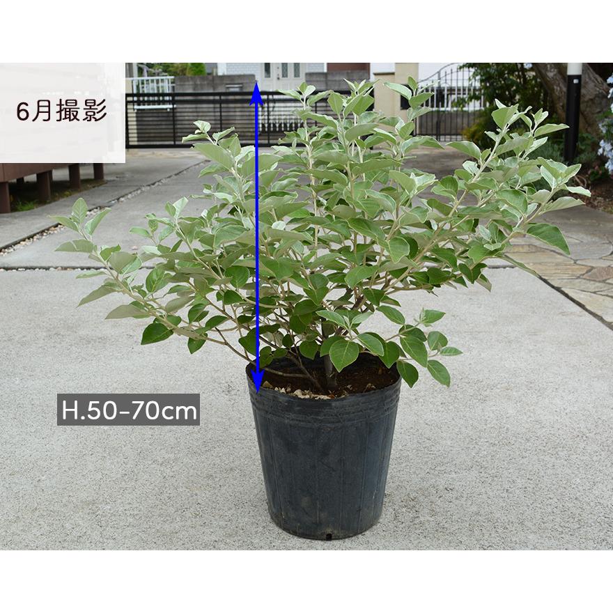 シマグミ 常緑低木 シンボルツリー シルバーリーフ 約50 70cm 観葉植物 ナチュラル ガーデニング 植木 庭木 育てやすい 赤 果実 グミの木 ブルーリーフ Simagumi Kimidori Farm Yahoo 店 通販 Yahoo ショッピング