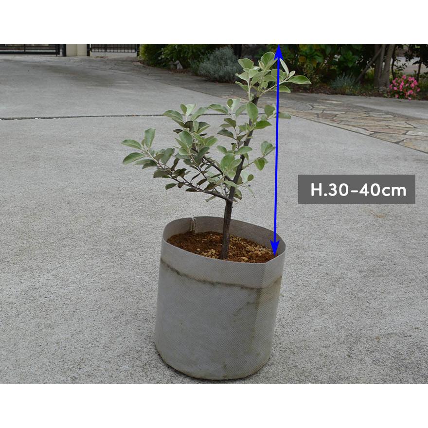 シマグミ 常緑低木 シンボルツリー シルバーリーフ 約30-40cm 植木 庭木 庭づくり 苗 ガーデニング インテリア エクステリア 園芸 庭植え プレゼント ナチュラル|kimidori-onlineshop|02