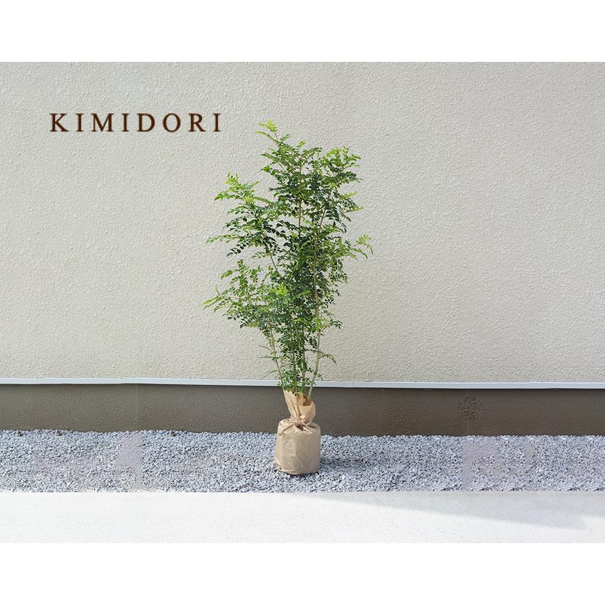 シマトネリコ レッドスター コルジリネ 土 オーストラリア 観葉 シンボルツリー おしゃれ ダルトン 人気 ガーデニング 新築 記念樹 ウォータリングポット 母の日 Simakoru 樹緑 Yahoo 店 通販 Yahoo ショッピング