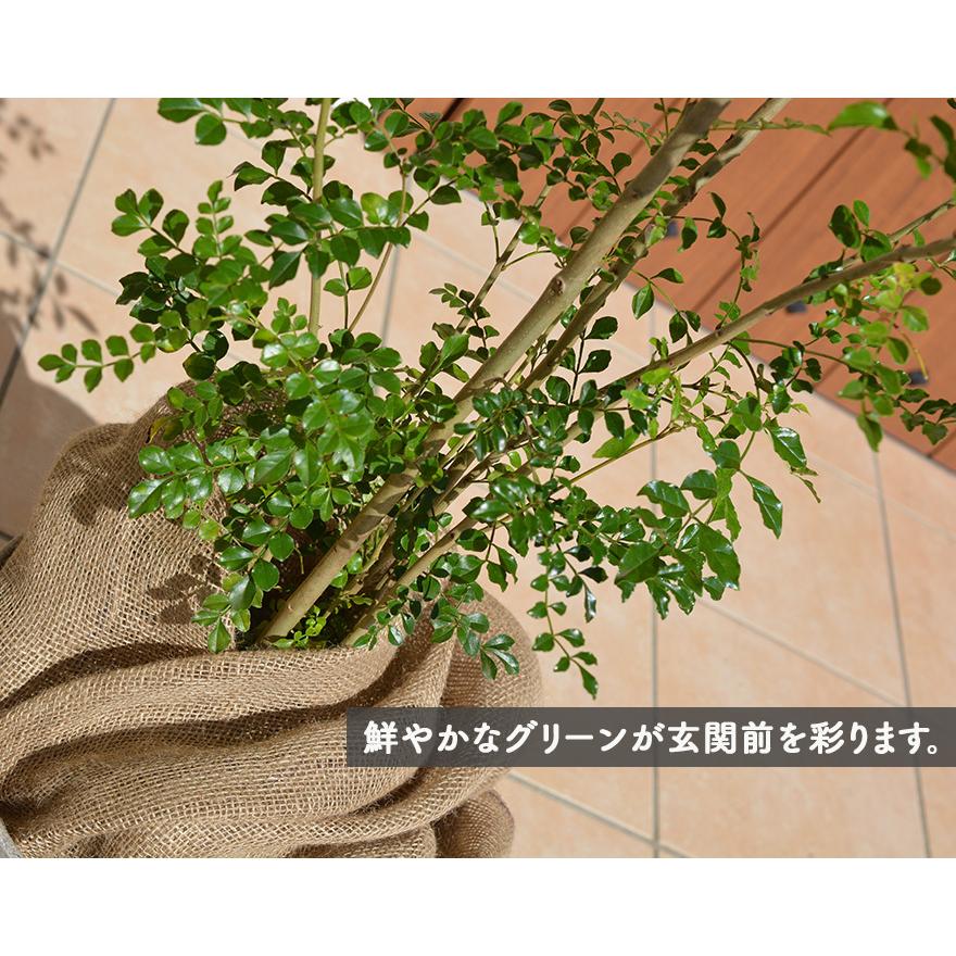 シマトネリコ 約60 70cm 1本 おしゃれ 観葉植物 鉢植え 花 植木 苗 苗木 シンボルツリー 目隠し 隣家 庭木 ガーデニング 園芸 常緑樹 記念樹 お祝い 新築祝い Sm1 Kimidori Farm Yahoo 店 通販 Yahoo ショッピング