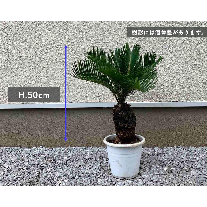 ソテツ　蘇鉄　ヤシの木　観葉植物➁ ソテツ 蘇鉄 ヤシ 植木 庭木 観葉植物 南国 常緑低木 ガーデニング 庭