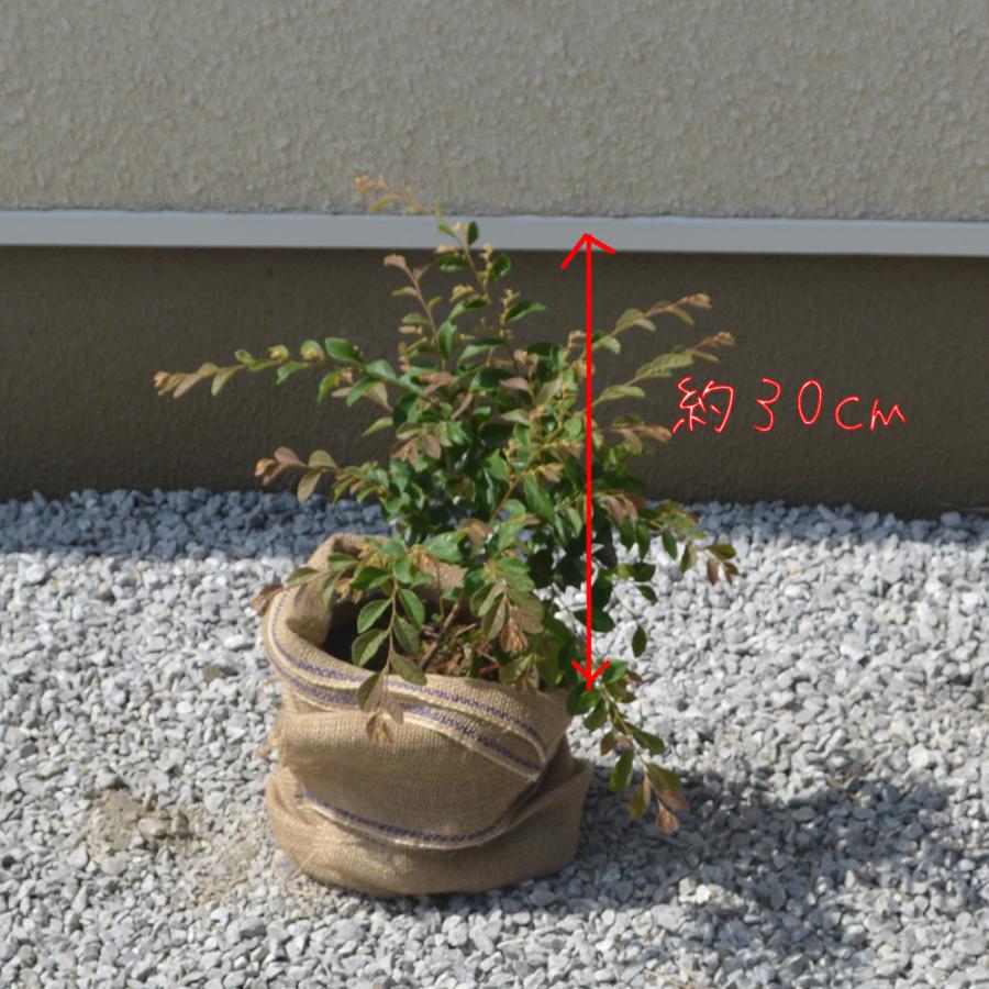 トキワマンサク 3本セット 約30cm 生垣 緑葉 白花 低木 おしゃれ ガーデニング 植木 庭木 苗 観葉植物 常葉マンサク 寄せ植え 父の日 Stm3 樹緑 Yahoo 店 通販 Yahoo ショッピング