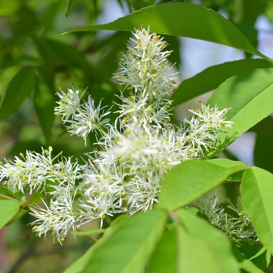 トキワマンサク 3本セット 約30cm 生垣 緑葉 白花 低木 おしゃれ ガーデニング 植木 庭木 苗 観葉植物 常葉マンサク 寄せ植え｜kimidori-onlineshop｜03