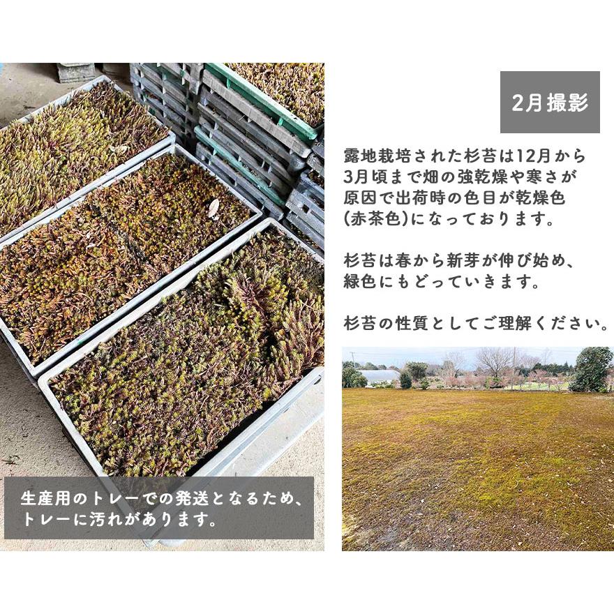 スギゴケ 杉苔 60cm×30cm 1トレー コケ 園芸 日本庭園 庭園 庭園 スギゴケ 杉苔 60cm×30cm 1トレー コケ 園芸 日本庭園 庭園 庭園