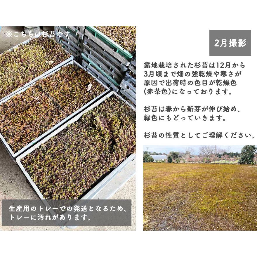 スナゴケ 砂苔 60cm×30cm 1トレー コケ 園芸 日本庭園 庭園 庭園 スナゴケ 砂苔 60cm×30cm 1トレー コケ 園芸 日本庭園 庭園 庭園