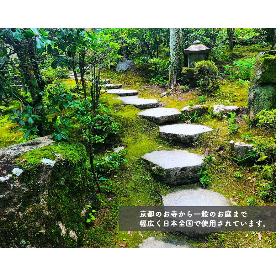 スナゴケ 砂苔 1平米 60cm×30cm(トレー6枚) 1箱 コケ 園芸 日本 スナゴケ 砂苔 1平米 60cm×30cm(トレー6枚) 1箱 コケ 園芸 日本