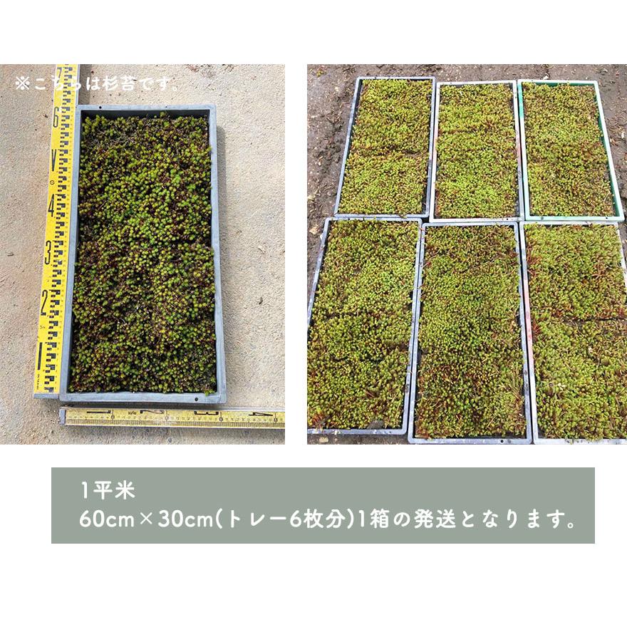スナゴケ 砂苔 1平米 60cm×30cm(トレー6枚) 1箱 コケ 園芸 日本 スナゴケ 砂苔 1平米 60cm×30cm(トレー6枚) 1箱 コケ 園芸 日本