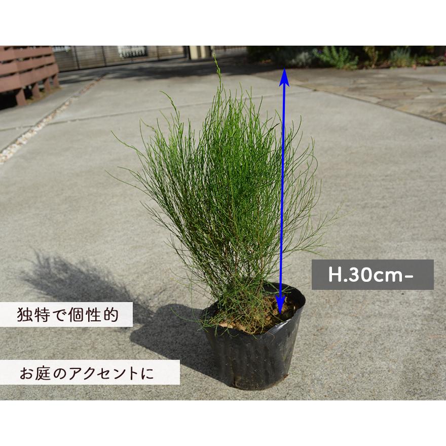 タマモクマオウ マオウ 麻黄 オーストラリア 常緑低木 オージープランツ 個性的 鉢植え 庭植え シンボルツリー 樹高 30cm 針葉樹 ガーデニング 庭木 苗 園芸 Tamamokumaou 樹緑 Yahoo 店 通販 Yahoo ショッピング