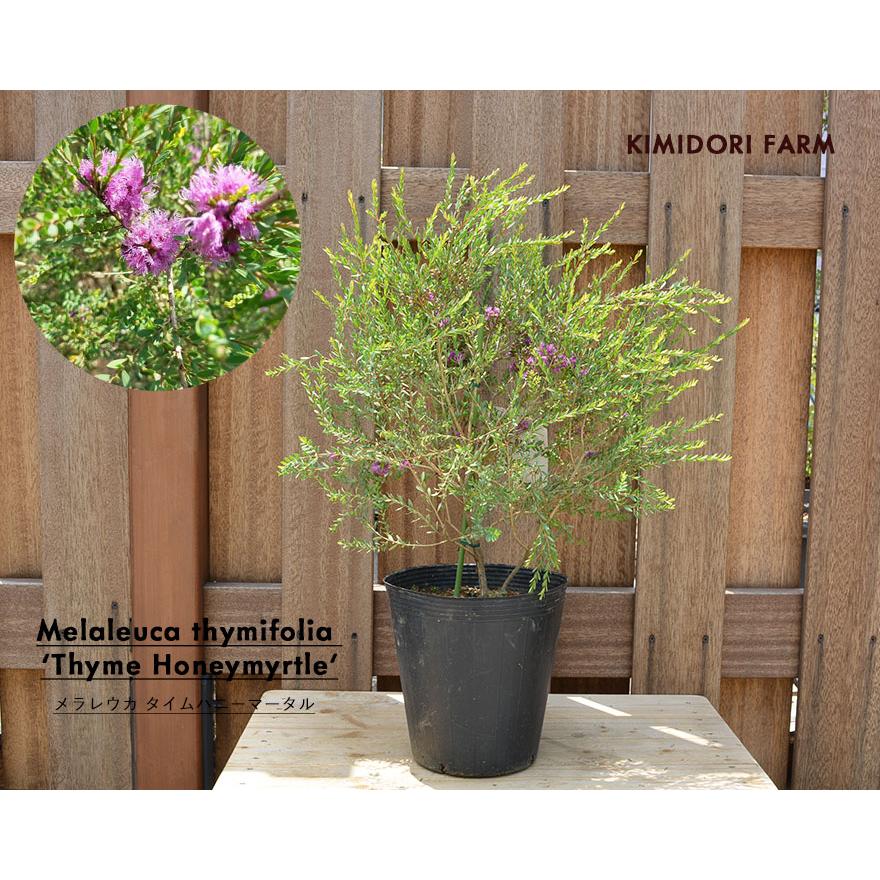 メラレウカ タイムハニーマータル ティーツリー 観葉植物 植木 庭木 オージープランツ タイム ハーブ 鉢植え 目隠し 樹高 60 70cm タイムハニーマートル 母の日 Timehoney 樹緑 Yahoo 店 通販 Yahoo ショッピング