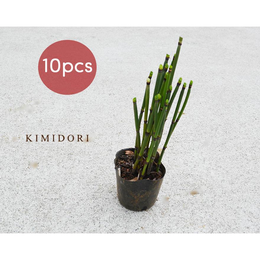 トクサ 10個セット 10.5cmポット 和風 観葉植物 鉢植え トクサ 10個セット 10.5cmポット 和風 観葉植物 鉢植え