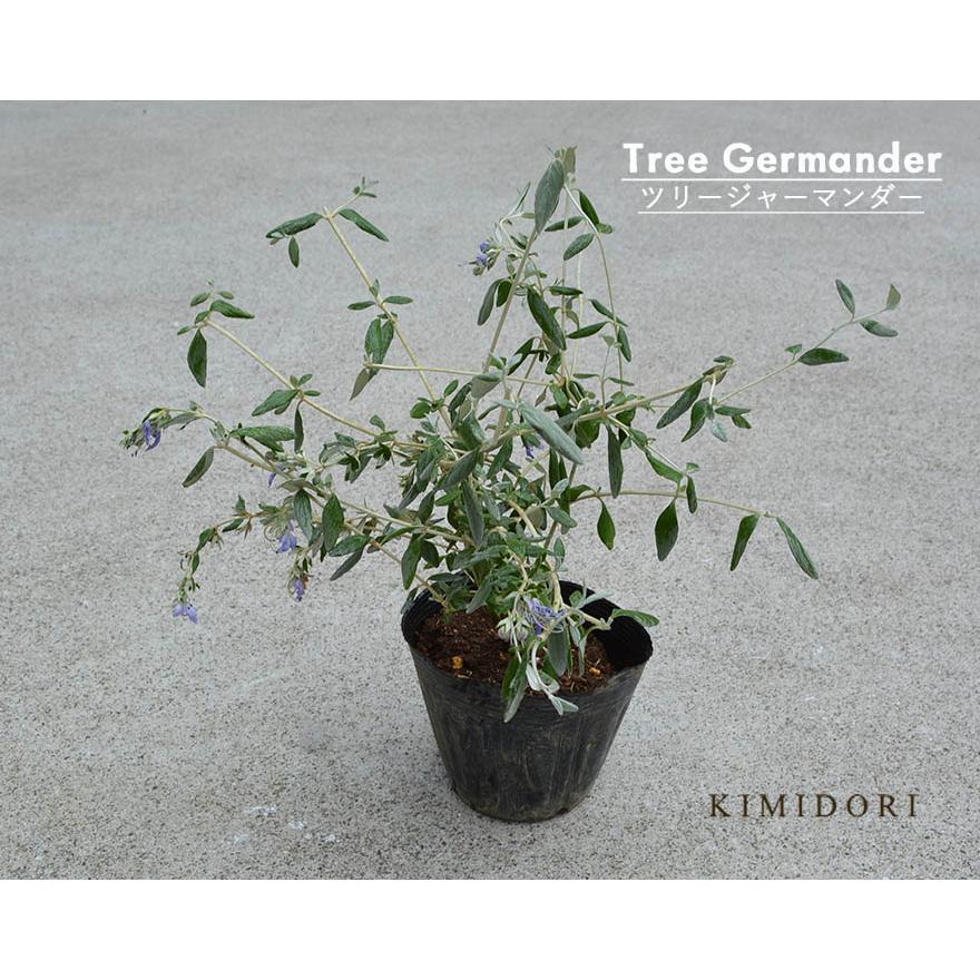 ツリージャーマンダー ミニサイズ 約30cm ハーブ 常緑 シルバーリーフ イングリッシュガーデン おしゃれ 庭木 ガーデニング 観葉植物 鉢植え 花 植木 Treejyamini Kimidori Farm Yahoo 店 通販 Yahoo ショッピング