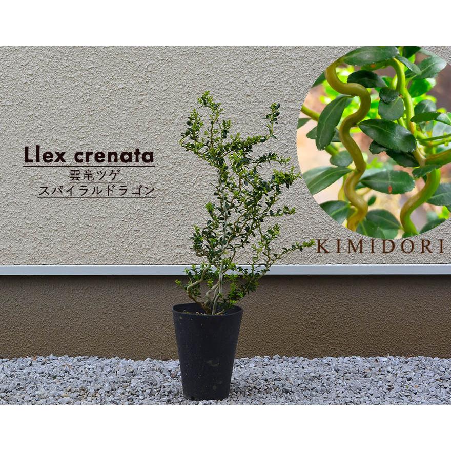 雲竜ツゲ ウンリュウ スパイラルドラゴン 常緑低木 植木 庭木 丈夫 シンボルツリー 観葉植物 寄せ植え ガーデニング 園芸 イヌツゲ ツゲ 個性的 うねり Unryutsuge Kimidori Farm Yahoo 店 通販 Yahoo ショッピング