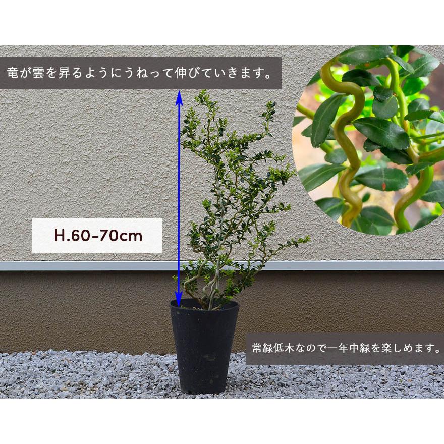 雲竜ツゲ ウンリュウ スパイラルドラゴン 常緑低木 植木 庭木 丈夫 シンボルツリー 観葉植物 寄せ植え ガーデニング 園芸 イヌツゲ ツゲ 個性的 うねり Unryutsuge Kimidori Farm Yahoo 店 通販 Yahoo ショッピング