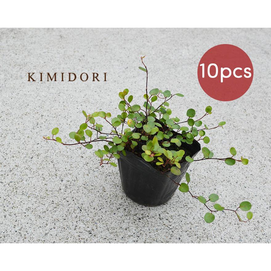 至上 ワイヤープランツ 苗 10個セット 観葉植物 インテリア 鉢植え 9cmポット おしゃれ かわいい グランドカバー ガーデニング 園芸 植物