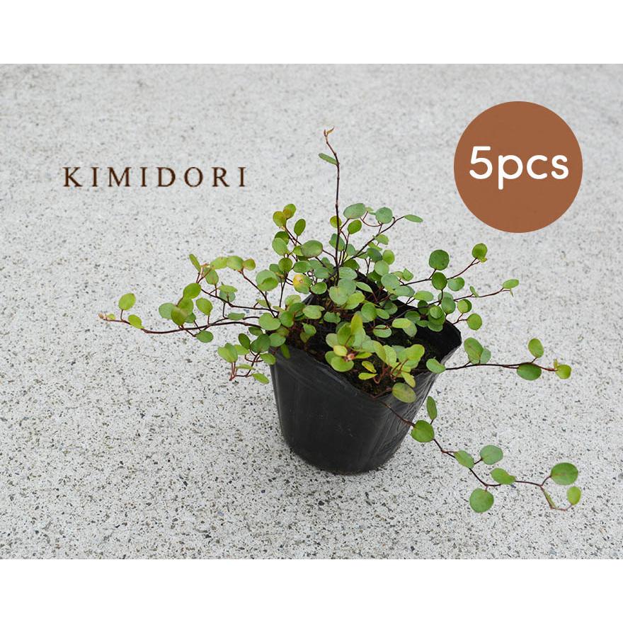 ワイヤープランツ 苗 5個セット 観葉植物 インテリア 鉢植え 9cmポット おしゃれ かわいい 庭植え グランドカバー 丈夫 育てやすい Waiyaplants5 樹緑 Yahoo 店 通販 Yahoo ショッピング