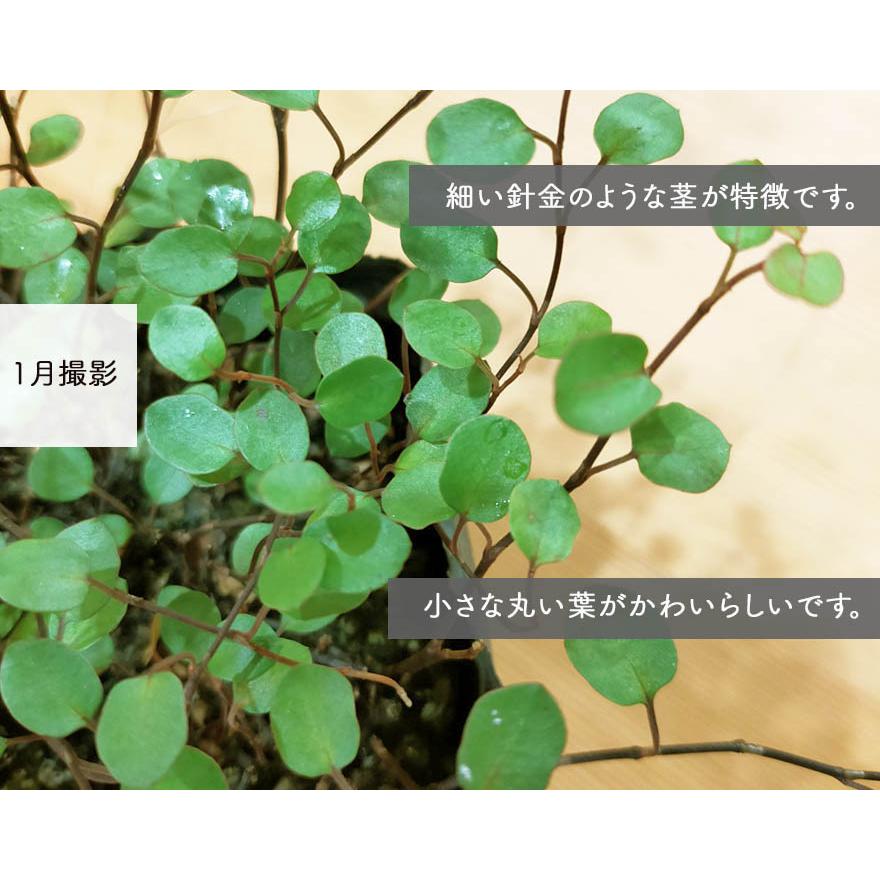 ワイヤープランツ 苗 5個セット 観葉植物 インテリア 鉢植え 9cmポット おしゃれ かわいい 庭植え グランドカバー 丈夫 育てやすい Waiyaplants5 Kimidori Farm Yahoo 店 通販 Yahoo ショッピング