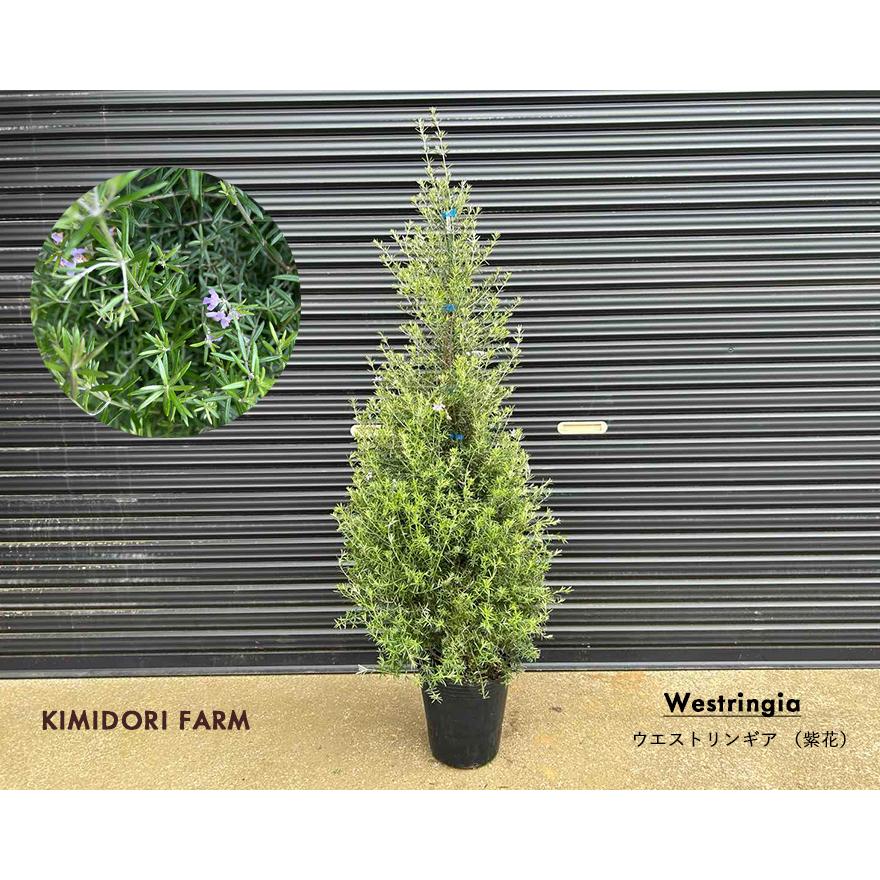 ウエストリンギア ツリー仕立て 紫花 植栽 オーストラリアン ウエストリンギア ツリー仕立て 紫花 植栽 オーストラリアン