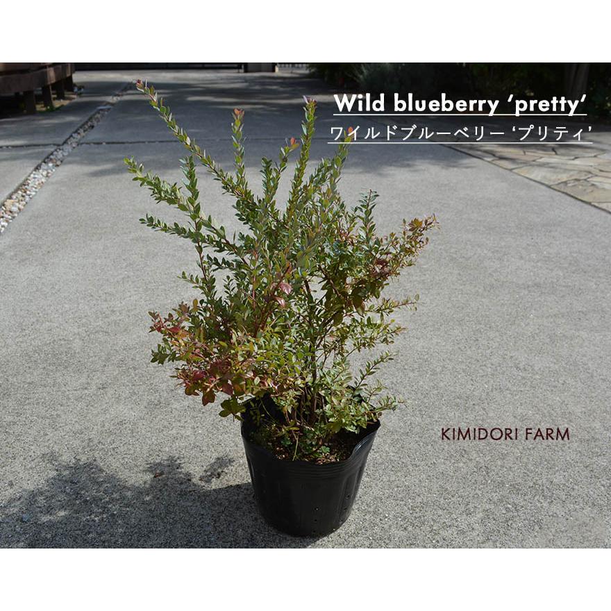 ワイルドブルーベリー プリティ ネイティブブルーベリー 小型 常緑 ガーデニング ブルーベリー 実のなる木 園芸 シンボルツリー 果樹 低木 人気 ギフト Wildblueberrypretty Kimidori Farm Yahoo 店 通販 Yahoo ショッピング