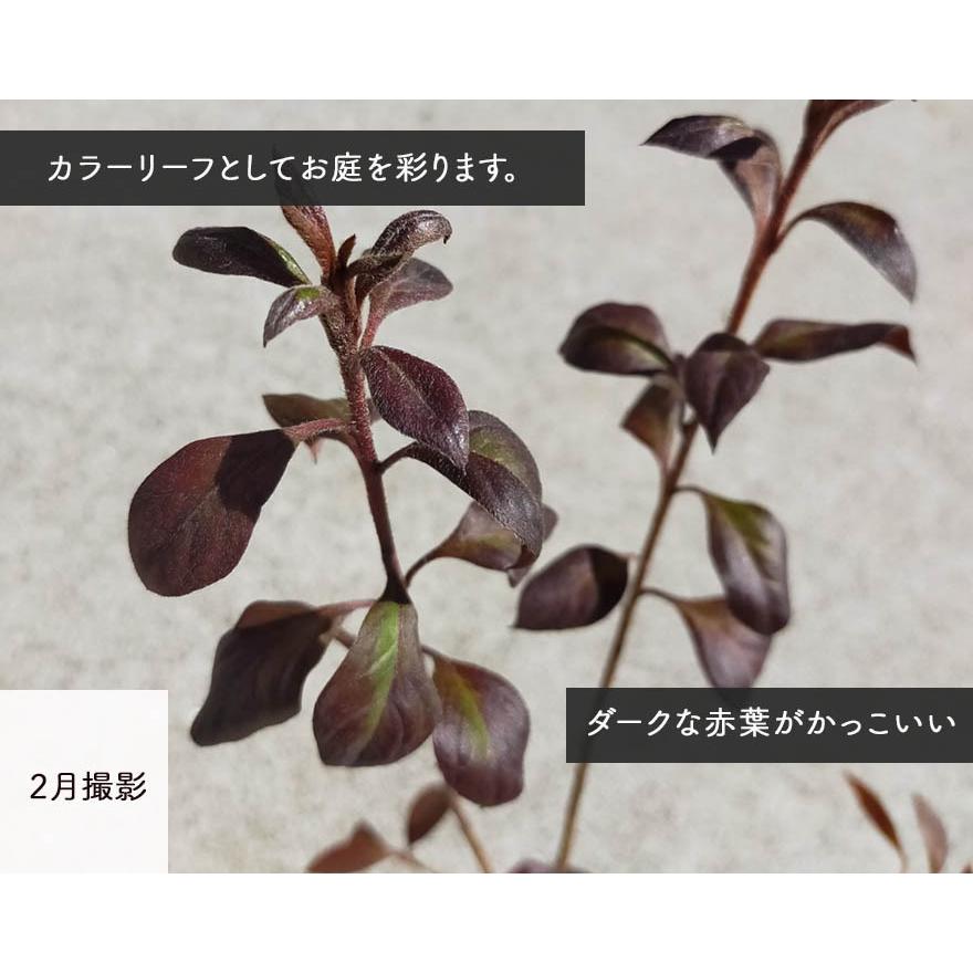 赤葉 ツツジ つつじ 約 30cm 苗 ロドデンドロン カッパーエバー 低木 カラーリーフ 植木 庭木 ガーデニング 植栽 鉢植え ベランダ 玄関 花壇 アカバツツジ Yoakaba1 Kimidori Farm Yahoo 店 通販 Yahoo ショッピング