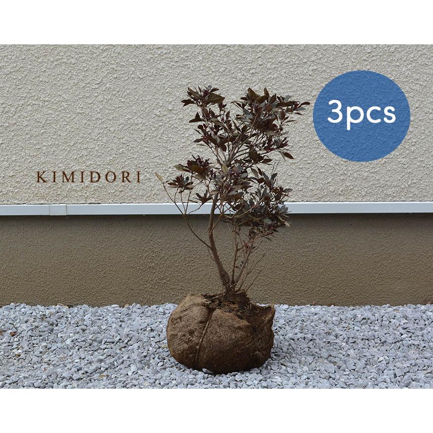 赤葉 ツツジ つつじ 3個セット 約50 70cm 苗 ロドデンドロン カッパーエバー 植木 庭木 カラーリーフ 花壇 ガーデニング 低木 植栽 3本 Yoakaba3 Kimidori Farm Yahoo 店 通販 Yahoo ショッピング