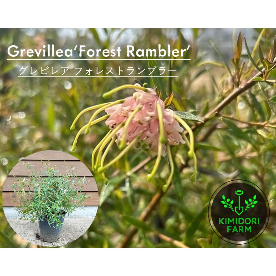 グレビレア　グレープ　オージープランツ　グレープ　グレビレア　苗 グレビレア グレープ オージープランツ グレープ グレビレア 苗 楽天