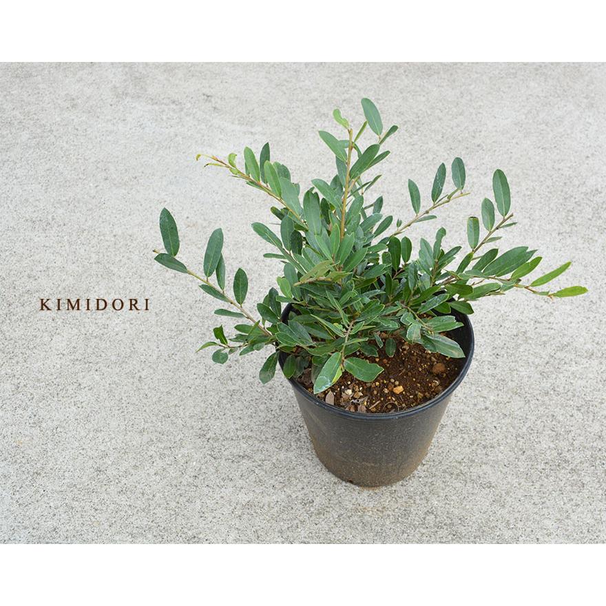 アメリカイスノキ イスの木 丈夫 苗 植木 庭木 生垣 マンサク 常緑 ユスノキ 生垣 目隠し オリーブ ガーデニング イボノキ イス クシノキ ヒョンノキ 防風樹 Yoisunoki Kimidori Farm Yahoo 店 通販 Yahoo ショッピング