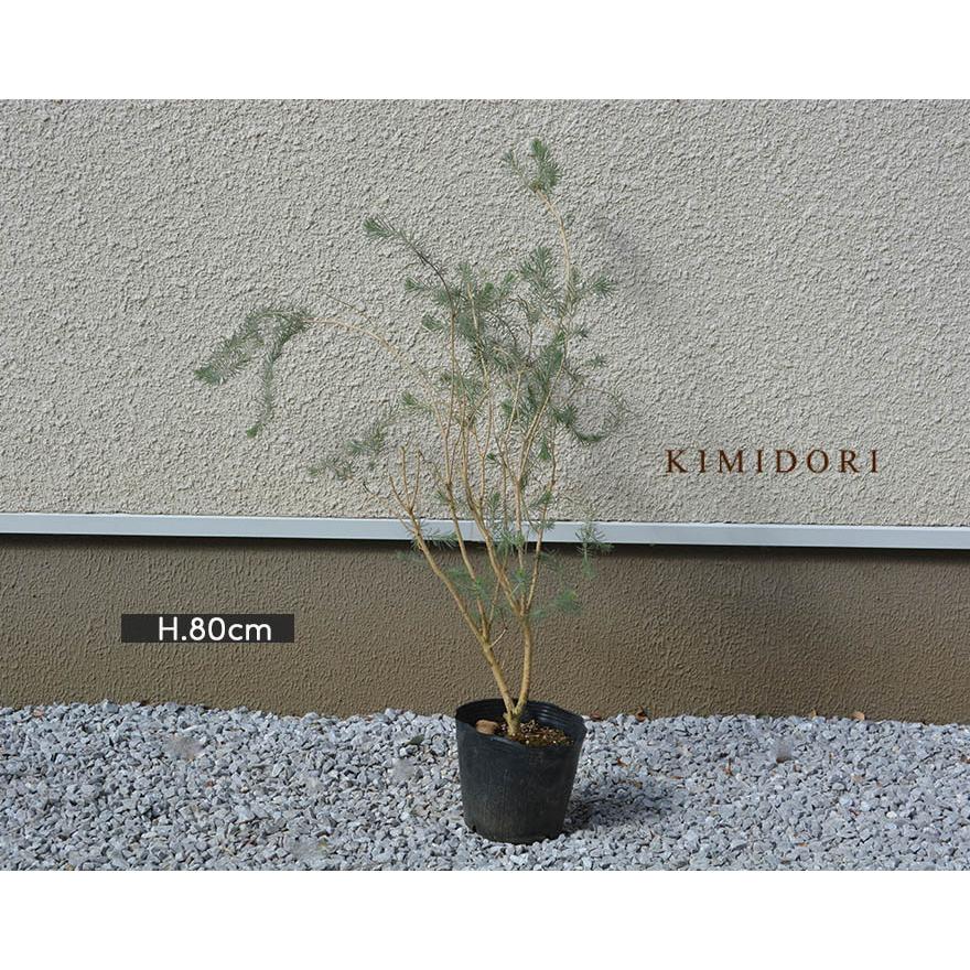 カロタムス カルタムス 約80cm オージープランツ オーストラリア 常緑 低木 植木 庭木 個性的 シンボルツリー ドライ 庭植え ガーデニング 園芸 鉢植え 明るい Yokarutamus 樹緑 Yahoo 店 通販 Yahoo ショッピング
