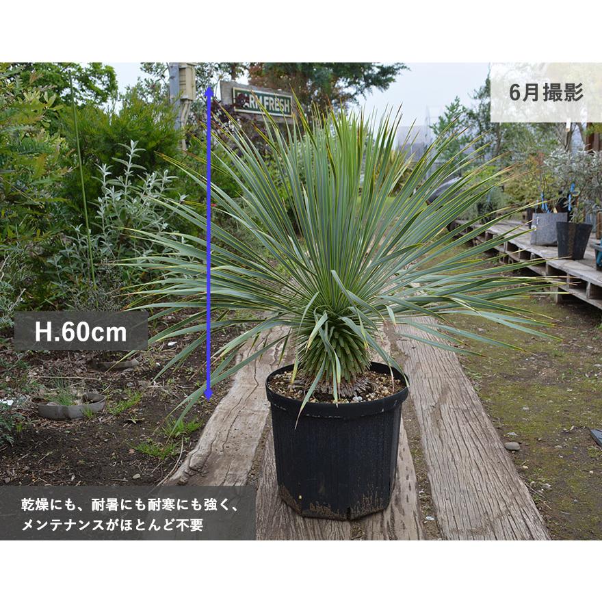 現品発送】ユッカ ロストラータ 常緑 観葉植物 耐寒性 ドライ 現品発送】ユッカ ロストラータ 常緑 観葉植物 耐寒性 ドライ
