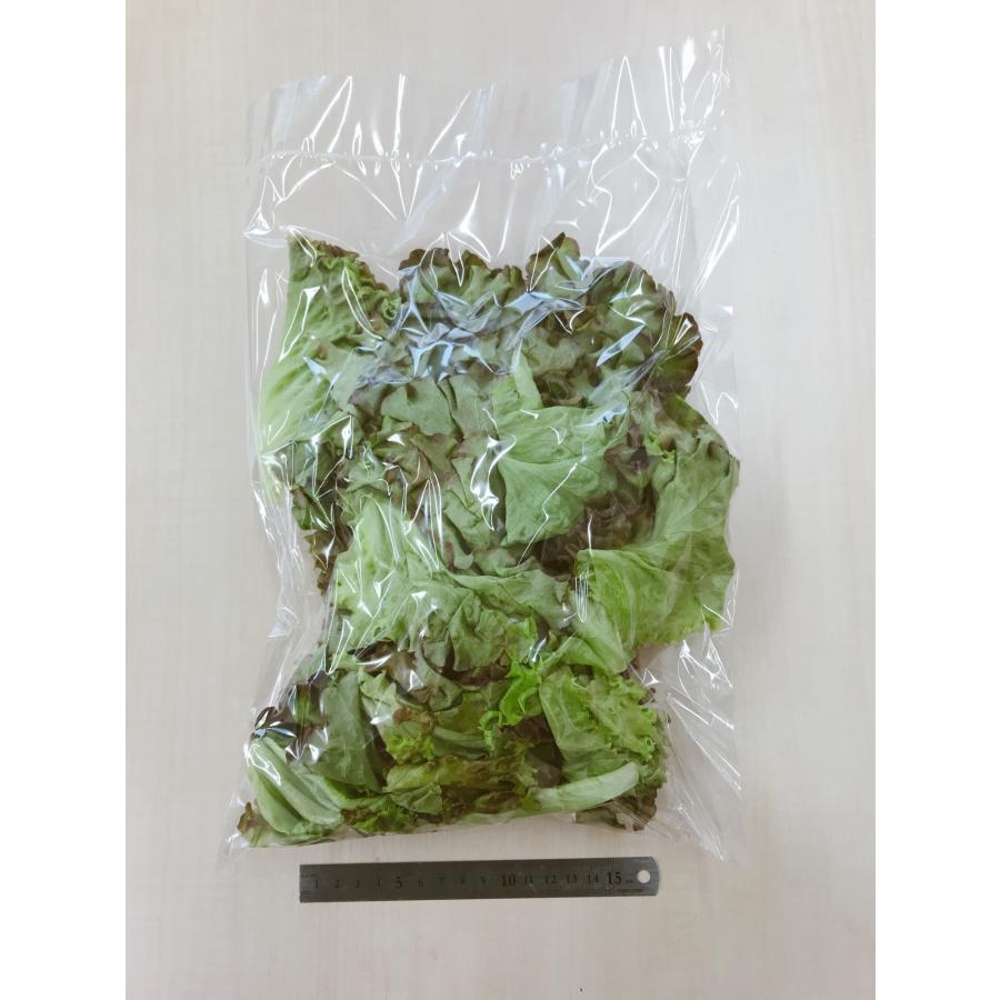 フリルレタス類と同梱可】サニーレタス250g（栽培時無農薬