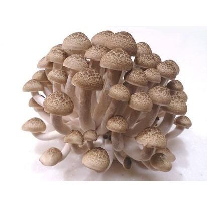 南信州産ぶなしめじ　一株（約180g以上）　8個入り | 