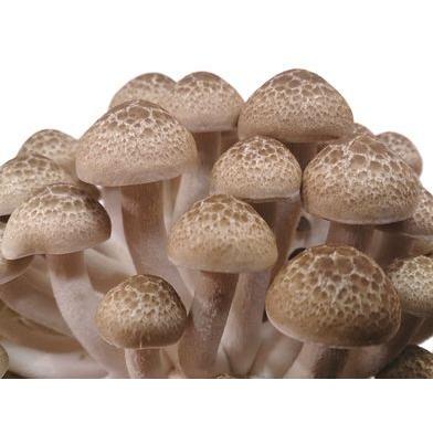 南信州産　カットぶなしめじ　1.5kg |  | 01