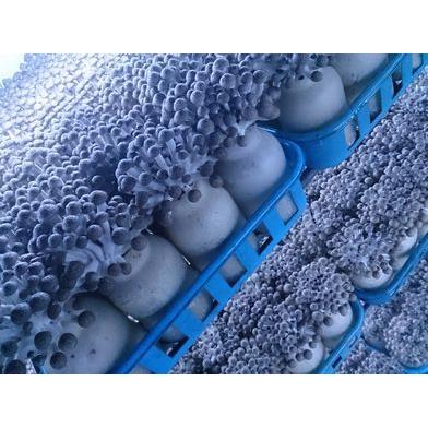 南信州産　カットぶなしめじ　1kg |  | 02