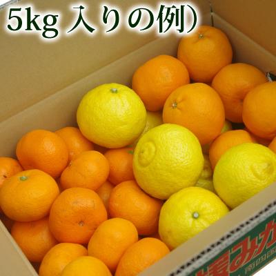 第7弾【3月22日一斉発送】愛媛産 柑橘セット5kg（予定：せとか