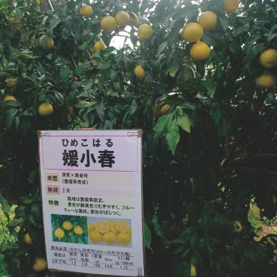 愛媛県産 家庭用 媛小春 5kg : himekoharu5k : きなはいや - 通販 