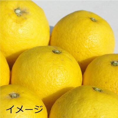 入荷中！愛媛産 日向夏 家庭用 10kg 小夏 ニューサマーオレンジ｜kinahaiya｜03