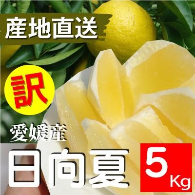 【最終入荷!! 在庫限り】愛媛県産 日向夏 訳あり 5kg 小夏 ニューサマーオレンジ（Yahoo!・きなはいや）
