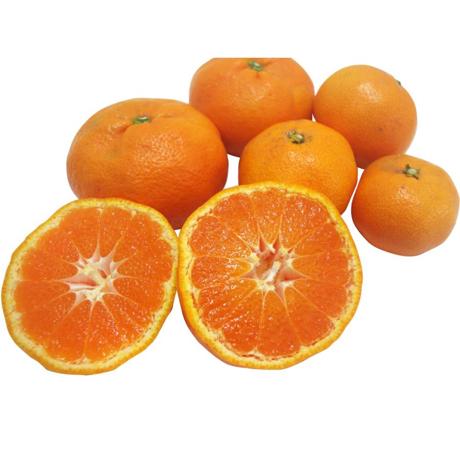 1月中旬発送開始】 愛媛県産 大津みかん10kg 通常サイズが一回り