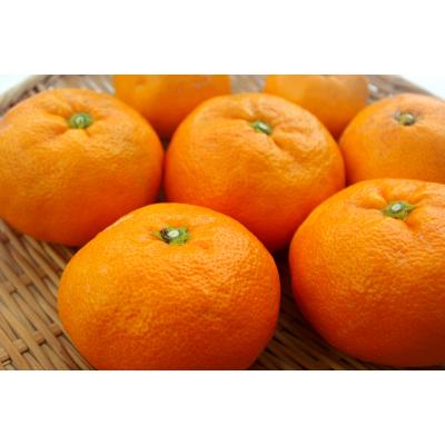 1月中旬発送開始】 愛媛県産 大津みかん10kg 通常サイズが一回り