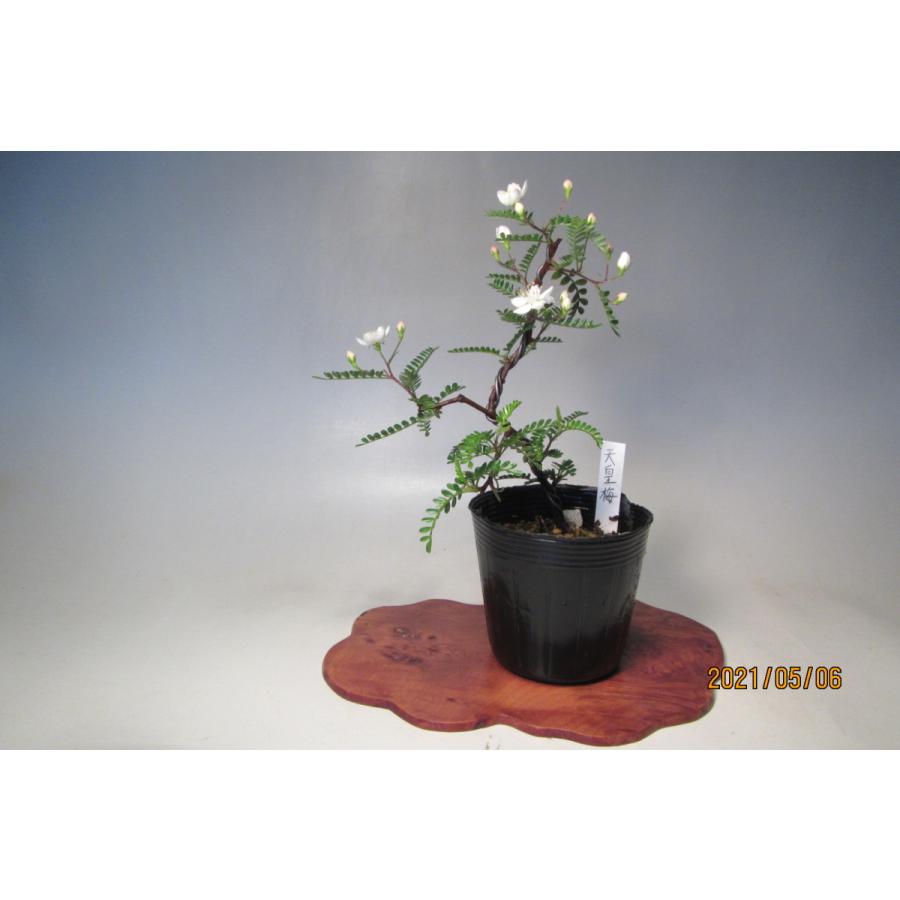 天皇梅 0117 樹木通信 Yahoo 店 通販 Yahoo ショッピング