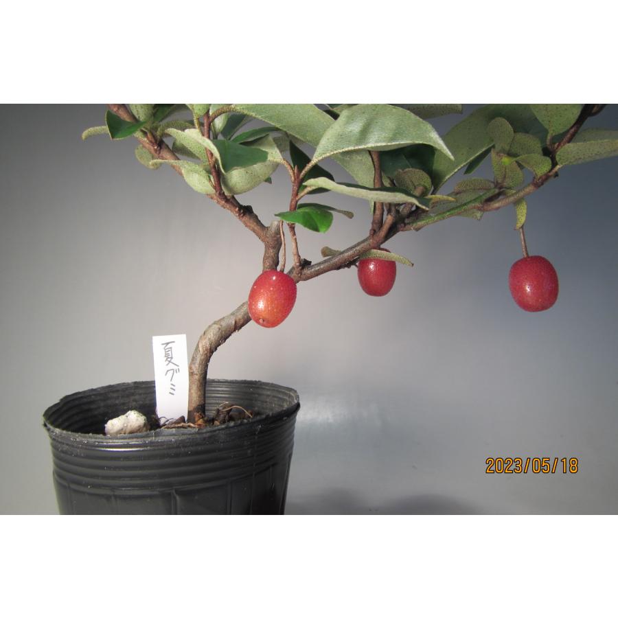 夏グミ ショップ