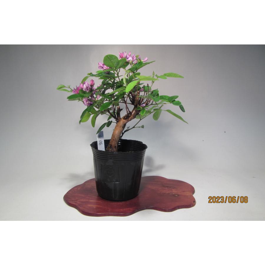 495円 22春夏新作 木萩