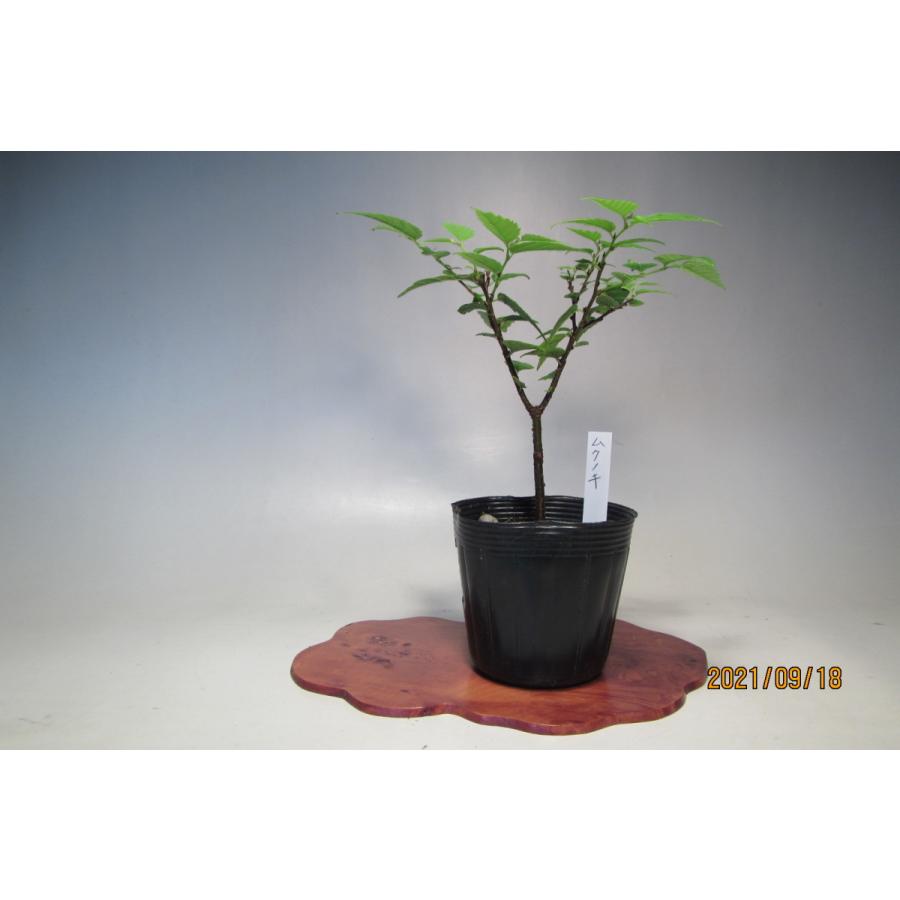 ムクノキ 0312 樹木通信 Yahoo 店 通販 Yahoo ショッピング