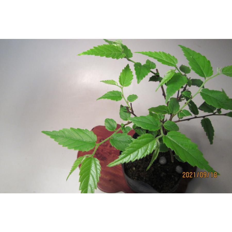 ムクノキ 0312 樹木通信 Yahoo 店 通販 Yahoo ショッピング