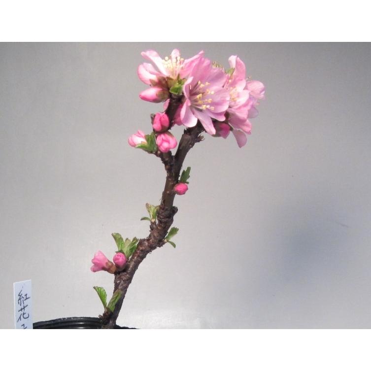 最大70 Offクーポン 紅花ゆすらうめ