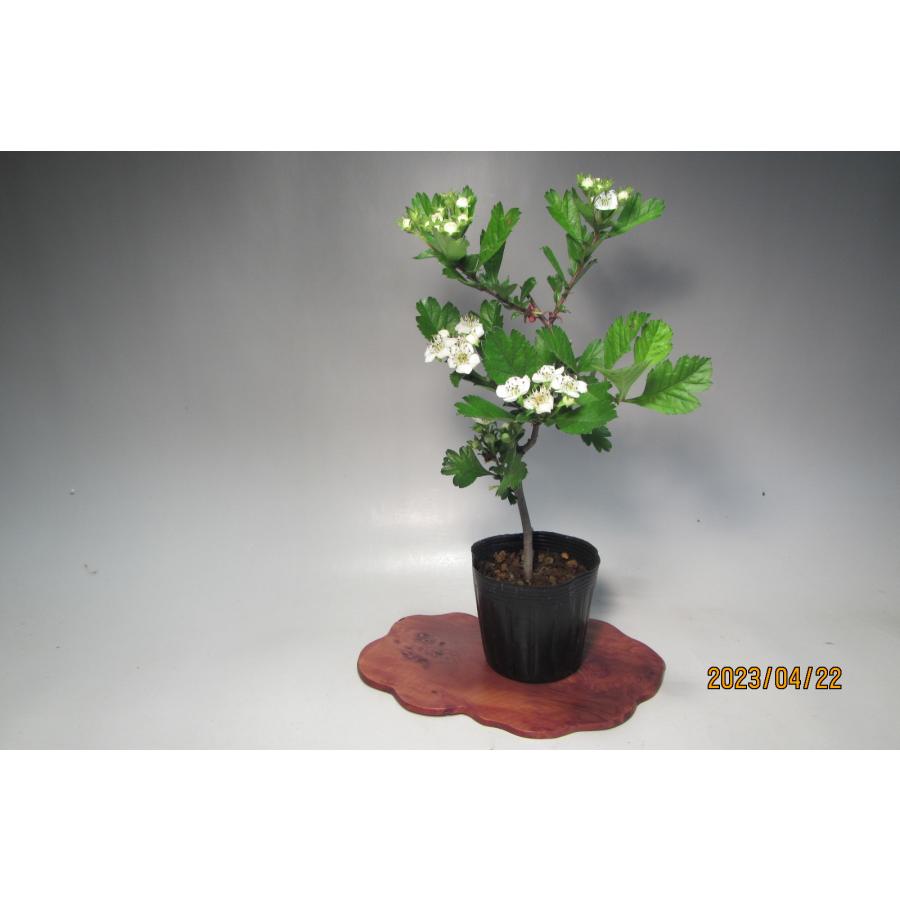 実サンザシ 特別オファー